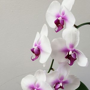 Meet your Posher, Fatima